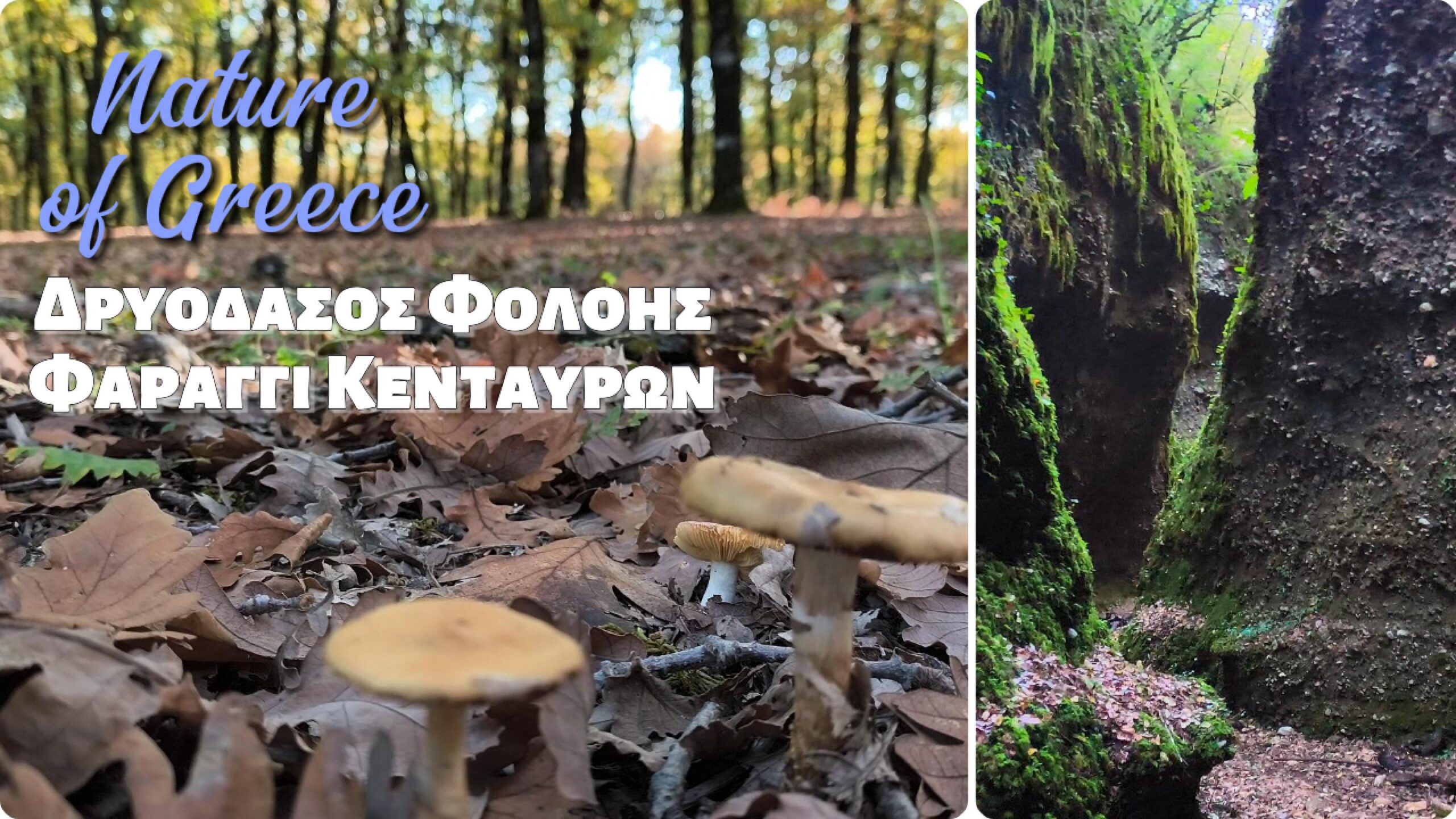 Δρυόδασος Φολόης – Φαράγγι Κενταύρων